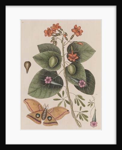 Scarlet cordia, morning glory and Polyphemus moth by Mark Catesby