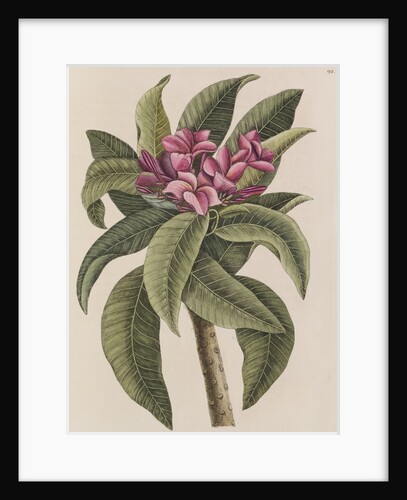 Red frangipani by Mark Catesby