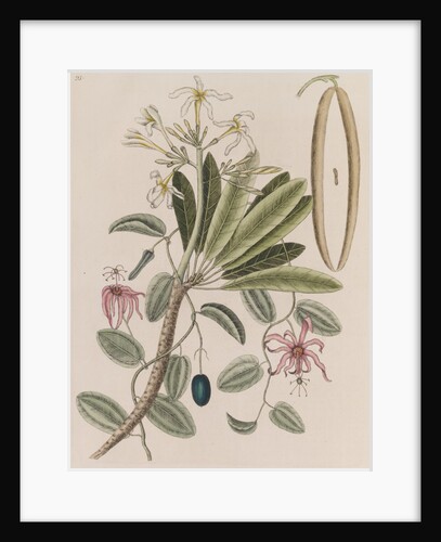 Singapore graveyard flower and devil's pumpkin by Mark Catesby