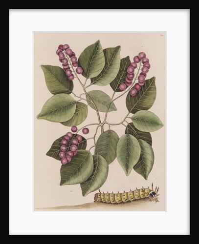 Pigeonplum and hickory horned devil by Mark Catesby