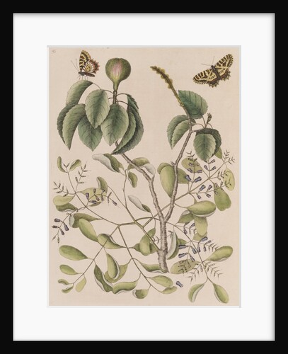 Manchineel tree, smooth leechbush and Spanish  festoons by Mark Catesby