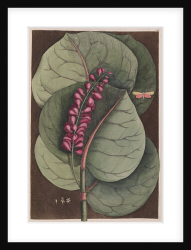 Seagrape and bella moth by Mark Catesby