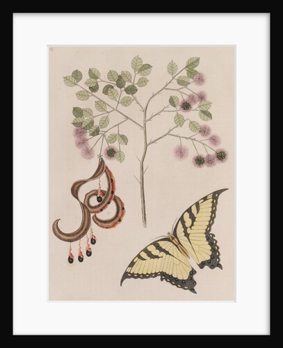 Pithecellobium bahamense and tiger swallowtail by Mark Catesby