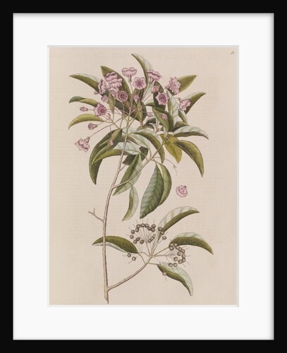 Mountain laurel by Mark Catesby