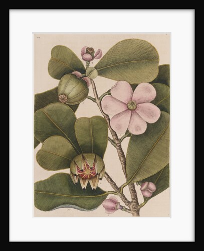 Autograph tree by Mark Catesby