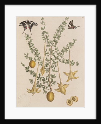 Lily thorn and zebra swallowtail by Mark Catesby