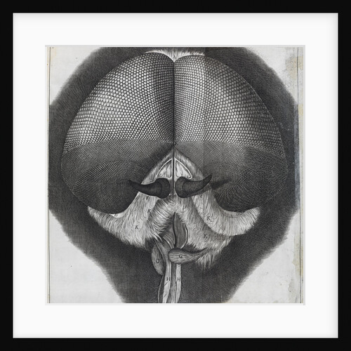 Microscopic view of the head of a grey drone-fly by Robert Hooke