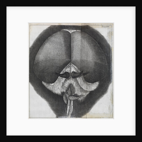 Microscopic view of the head of a grey drone-fly by Robert Hooke