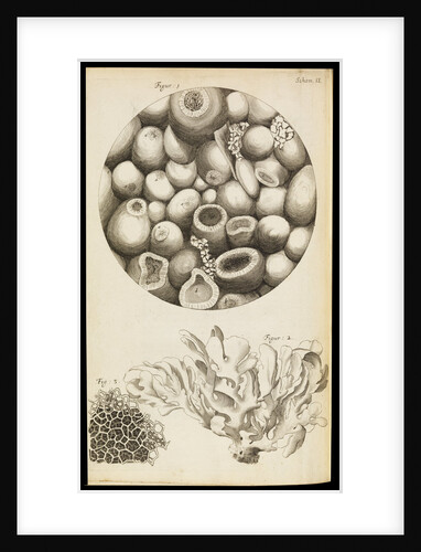 Microscopic views of Kettering-stone, seaweed and sponge by Robert Hooke