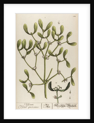 Viscum viscus quercinus by Elizabeth Blackwell
