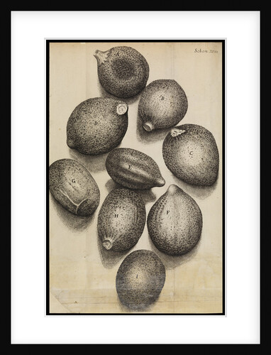 Microscopic view of thyme seeds by Robert Hooke