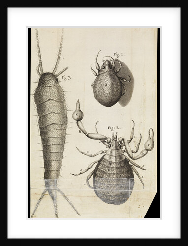 Microscopic views of a black mite, a 'crab-like' insect and a silverfish by Robert Hooke