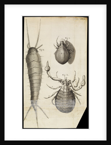 Microscopic views of a black mite, a 'crab-like' insect and a silverfish by Robert Hooke