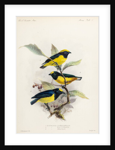 Yellow-crowned euphonia and fulvous-vented euphonia by Johannes Gerardus Keulemans
