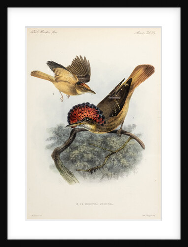 Northern royal flycatcher by Johannes Gerardus Keulemans