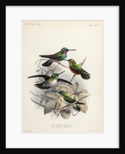 Hummingbirds by Johannes Gerardus Keulemans