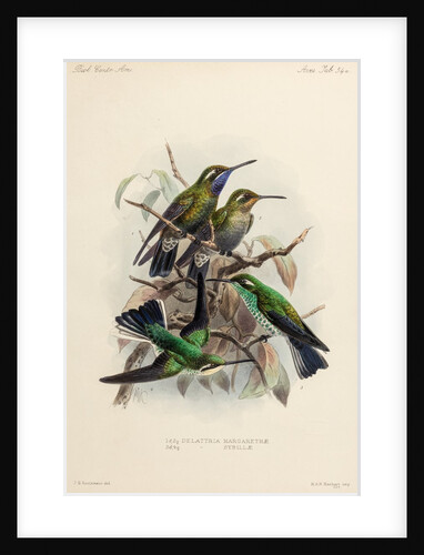 Hummingbirds by Johannes Gerardus Keulemans