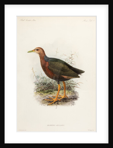 Rufus-necked wood rail by Johannes Gerardus Keulemans