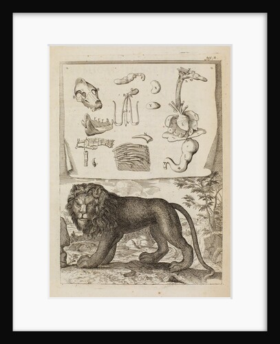 Lion by Richard Waller