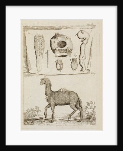 Dromedary by Richard Waller