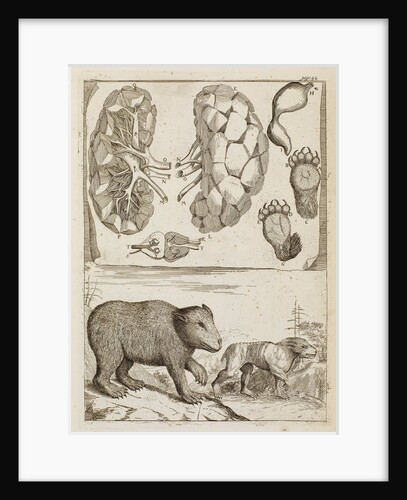 Bear by Richard Waller