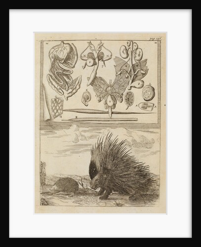 Porcupine and hedgehog by Richard Waller