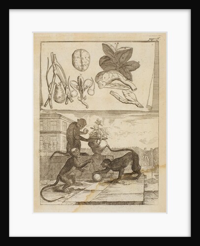 Capuchin monkeys by Richard Waller