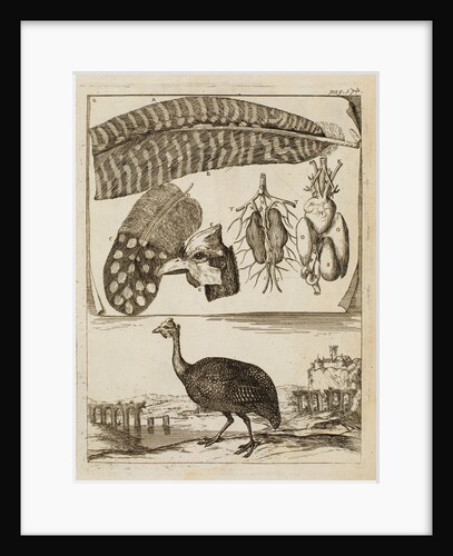 Madagascan partridge by Richard Waller