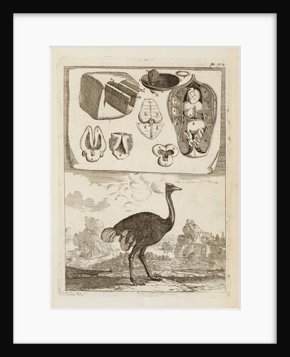 Ostrich by Richard Waller