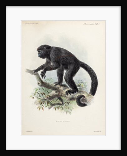 Howler monkey by Johannes Gerardus Keulemans