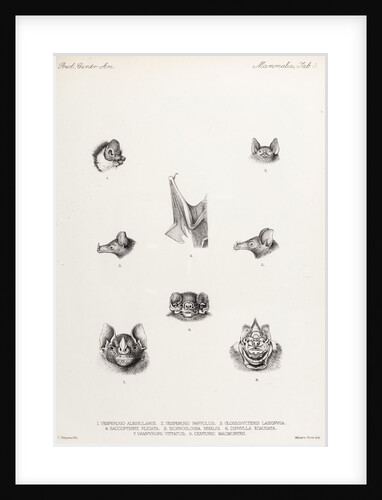 Bats by Philibert Charles Berjeau