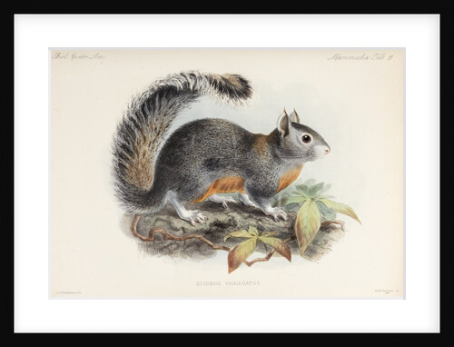 Variegated squirrel by Johannes Gerardus Keulemans