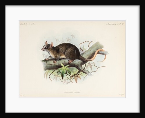 Woolly mouse opossum by Joseph Smit