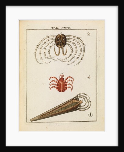Animalcules by Adam Wolfgang Winterschmidt