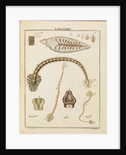 Leeches by Adam Wolfgang Winterschmidt