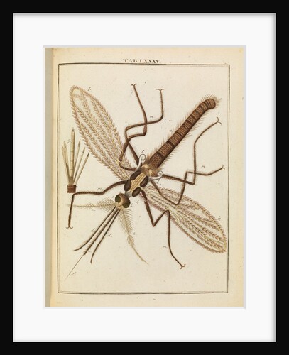 Gnat by Adam Wolfgang Winterschmidt