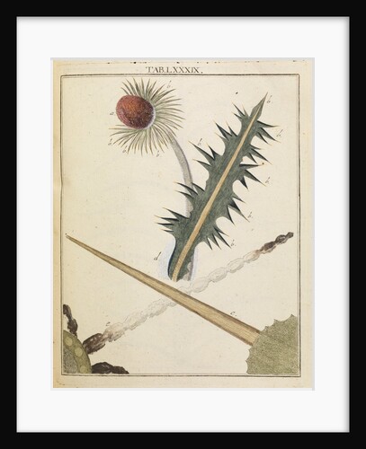 Thistle by Adam Wolfgang Winterschmidt