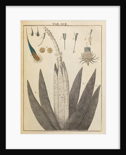 Thistle anatomy by Adam Wolfgang Winterschmidt