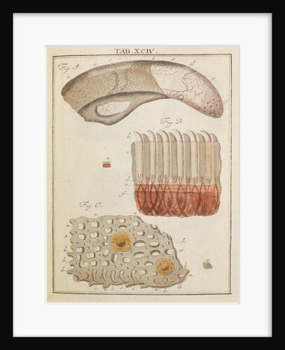Veal and ox tongue by Adam Wolfgang Winterschmidt
