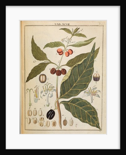 Coffee plant by Adam Wolfgang Winterschmidt
