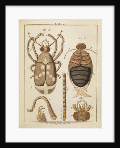 Beetles by Adam Wolfgang Winterschmidt