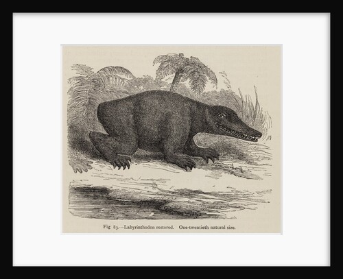 ‘Labrinthodon restored’ by Unknown artist