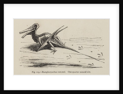 ‘Ramphorynchus restored’ by Unknown artist