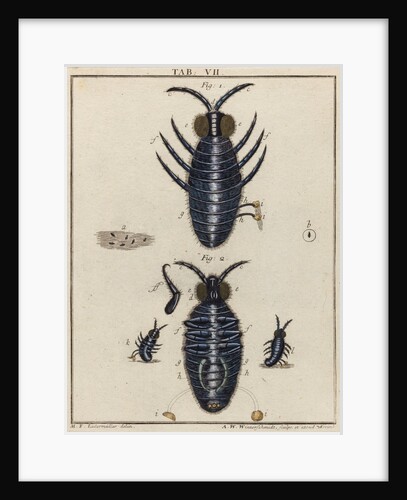 Water fleas by Adam Wolfgang Winterschmidt