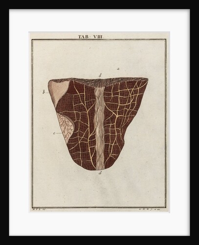 Ox tongue by Adam Wolfgang Winterschmidt