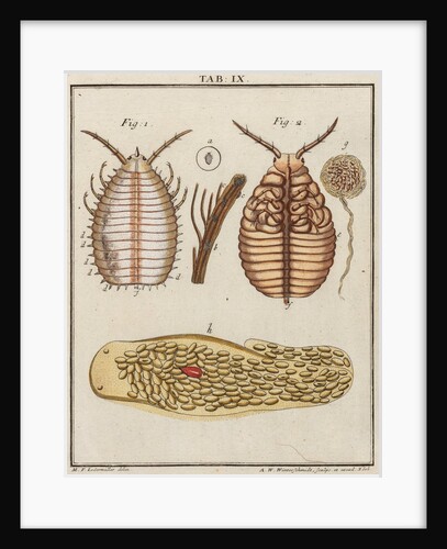 Woodlouse by Adam Wolfgang Winterschmidt