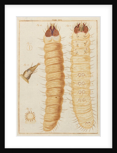 Weevil larvae by Adam Wolfgang Winterschmidt
