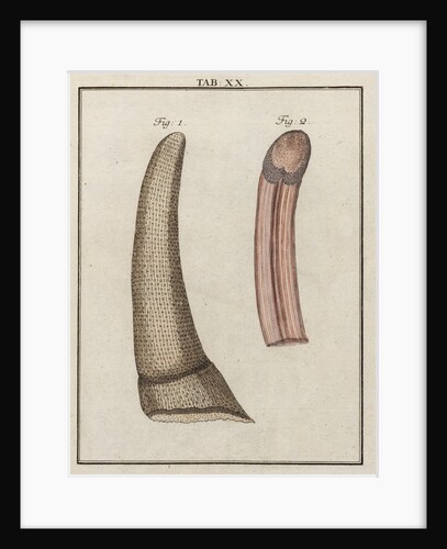 Ox tongue by Adam Wolfgang Winterschmidt