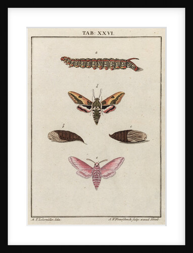 Caterpillar by Adam Wolfgang Winterschmidt