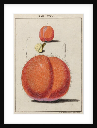 Apricot by Adam Wolfgang Winterschmidt